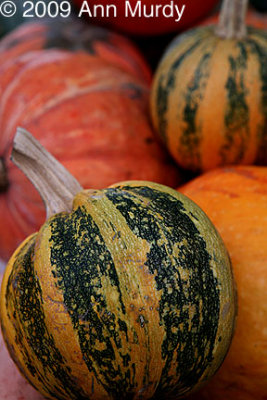 Squash and Pumpkin