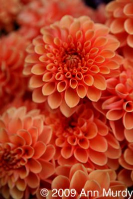 Dahlias