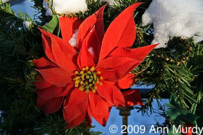 Poinsettia and snow