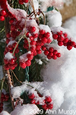 Red berries in snow