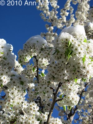 White blossoms and snow