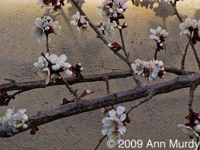 First blossoms