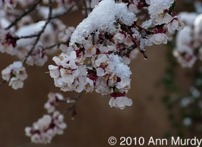Snowy blossom