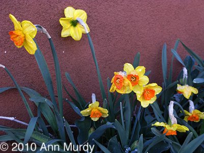 Daffodils