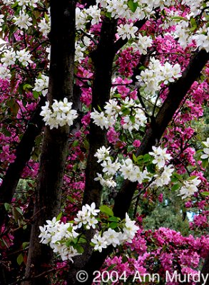 Pink and white