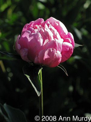 Pink Peony