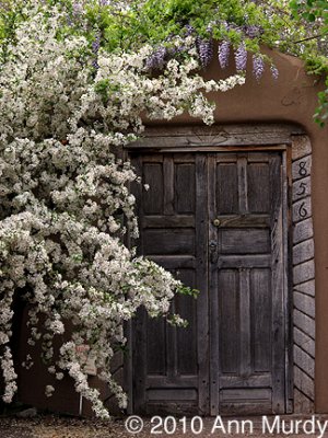 Doorway with lilac & wisteria