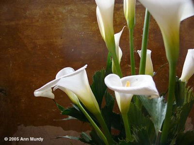 Calla lillies against wall