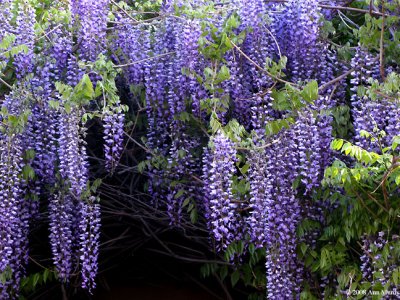 Wisteria