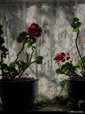Geraniums and Lace Curtain