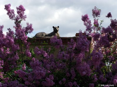 Bronze Cat and Lilac