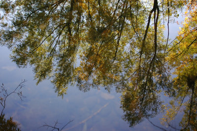 Reflections in the Creek