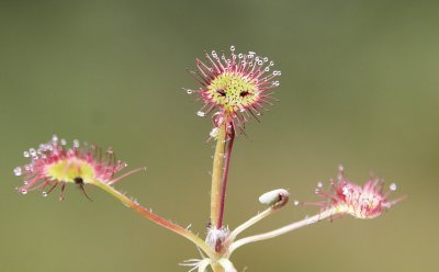 Drosera sp. (a carnivorous plant...)