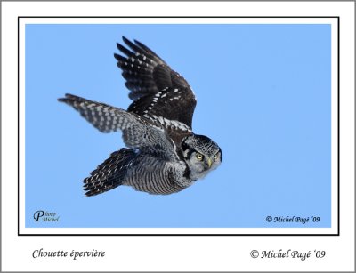 Northern Hawk Owl