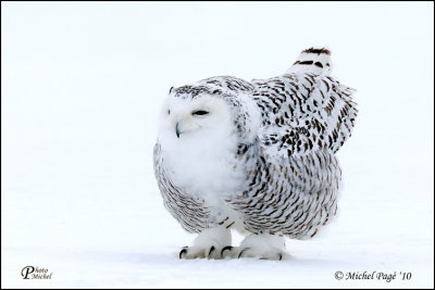 Harfang des Neiges - Snowy Owl