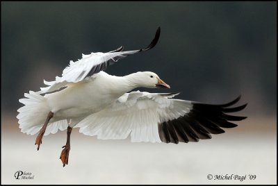 Oie des neiges - Snow Goose