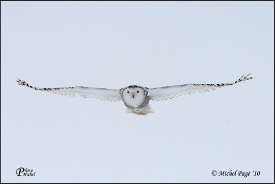 Harfang des Neiges - Snowy Owl