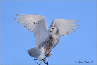 Harfang des Neiges- Snowy Owl