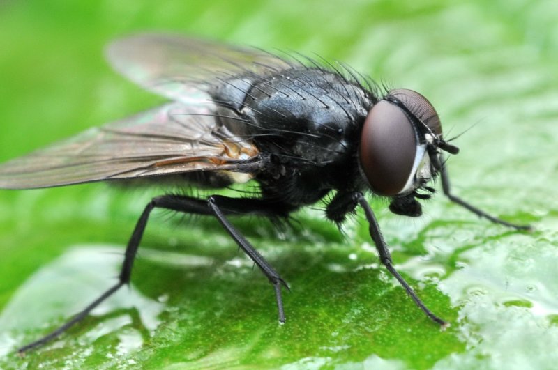 fluga i nrbild