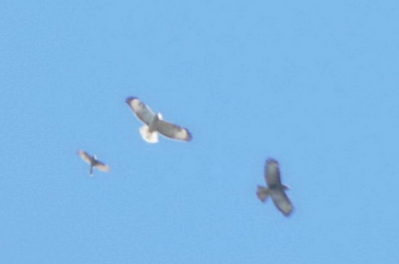 rnvrk?? (Long-legged buzzard?), Falsterbo