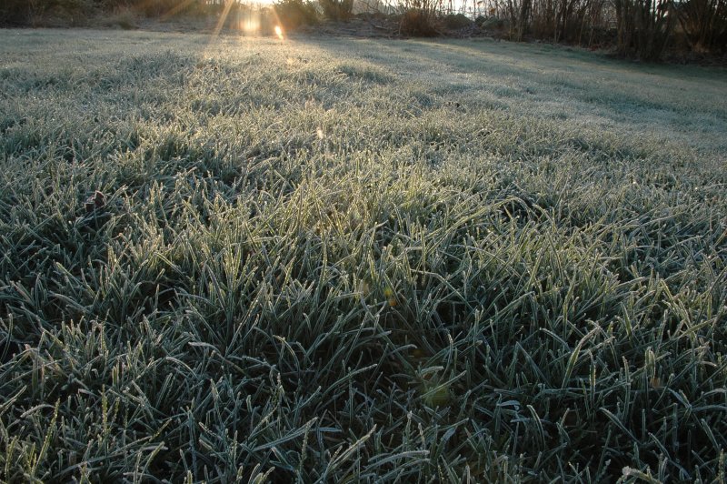 frostgrs
