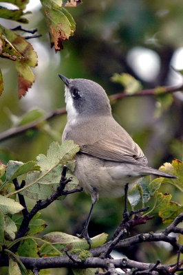 rtsngare (Lesser whitethroat), Ottenby 080816