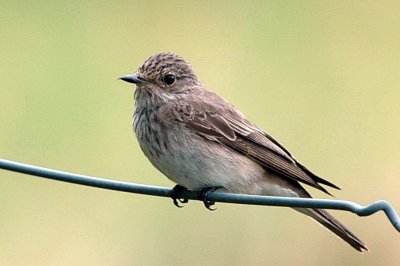 Gr flugsnappare, Ottenby 080816