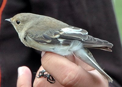 Halsbandsflugsnappare (Collared flycatcher), Ottenby 080816