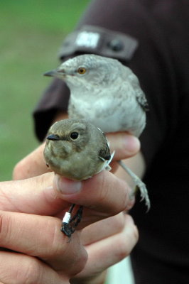 Halsbandsflugsnappare och hksngare (Barred wbl), Ottenby 080816