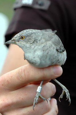 Höksångare (Barred wbl), 2K+, Ottenby 080816
