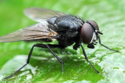 fluga i nrbild
