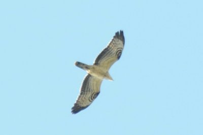 bivråk (Honey buzzard), extremely pale