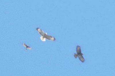 örnvråk?? (Long-legged buzzard?), Falsterbo
