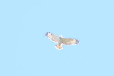 stäppvråk? (Steppe buzzard?)