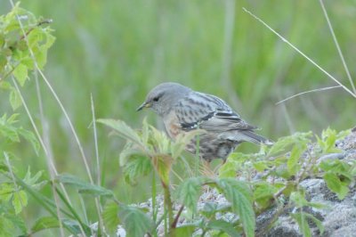 alpjärnsparv (Alpine accentor), Utlängan 090513