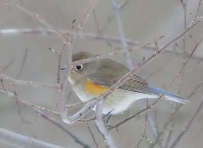 blstjrt (Red-flanked bluetail) Osby 100113
