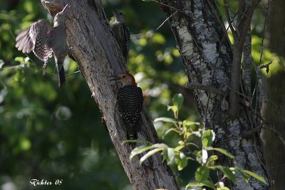 Red-bellied Woodpecker family
