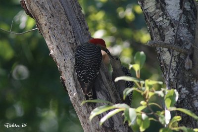Redbellied Woodpecker feeding his young046.JPG