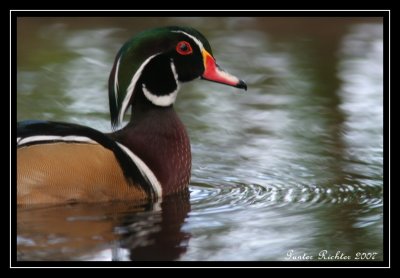 Wood Duck