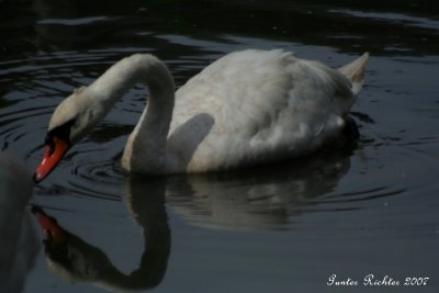 Mute Swan