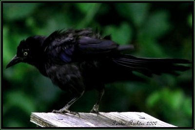 Common Grackle