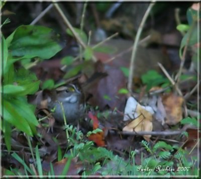 White Throated Sparrow  10/31/07  (53)