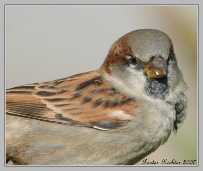 house_sparrow