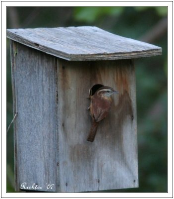 Carolina Wren