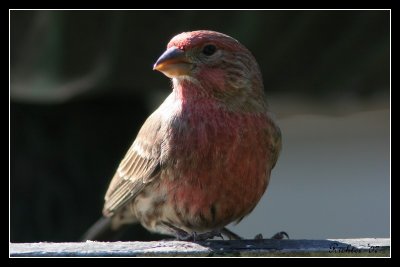 House Finch drinking water.jpg