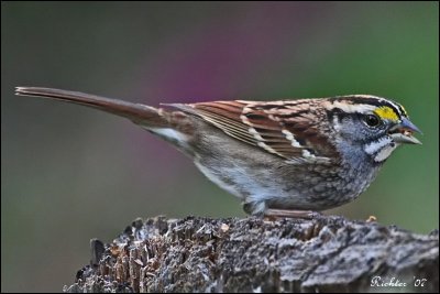white_throated_sparrow