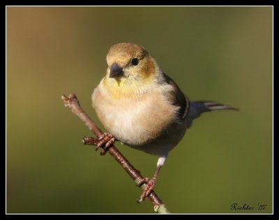 Goldfinch