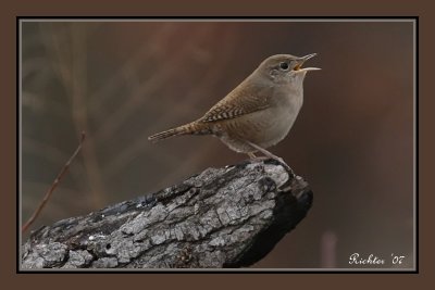 House Wren