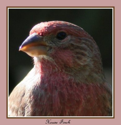 House Finch Portrait.jpg