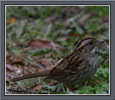 White Throated Sparrow.jpg